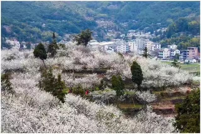 清江村新面貌，发展与变迁的最新动态报道